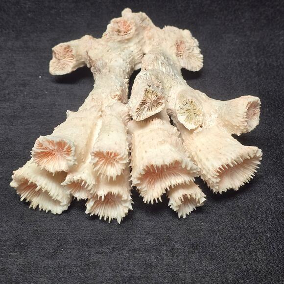 Pink Ocean Coral Reef Pilar Pavona Cactus Natural Ocean Treasure Home Decor - Picture 8 of 16